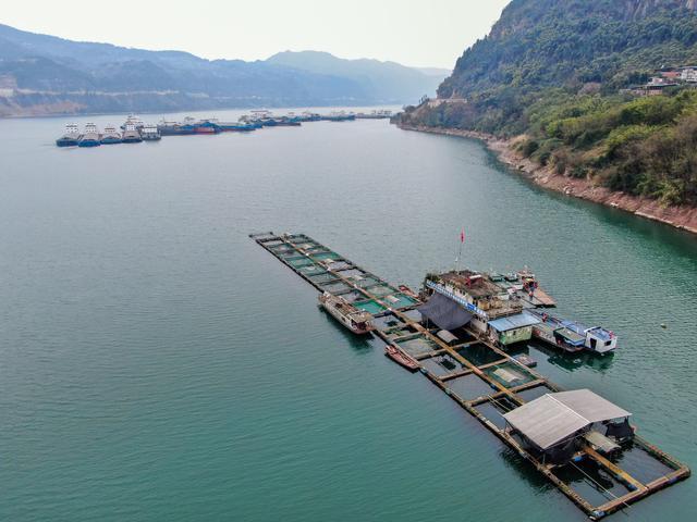 在重庆市万州区长江中的三峡库区珍稀鱼类驯养基地,长江鲟人工繁育